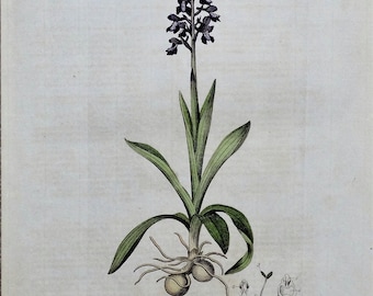 Antiker botanischer Druck GRÜNE GEFLÜGELTES ORCHIDEE Curtis Large Flora Londinensis 1777