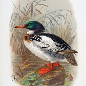 Antique Print RED-BREASTED MERGANSER Original Scarce  Chromolithograph Duck Print 1908