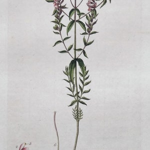 Antique Botanical Print RED EYE-BRIGHT, Euphrasia Odontites, Curtis Flora Londinensis 1777 image 1