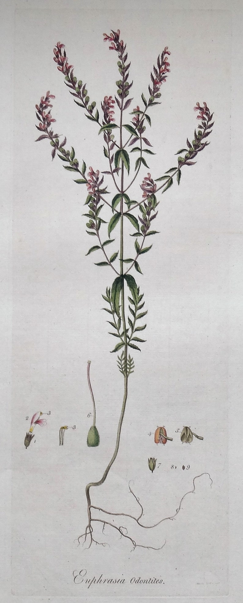 Antique Botanical Print RED EYE-BRIGHT, Euphrasia Odontites, Curtis Flora Londinensis 1777 image 1