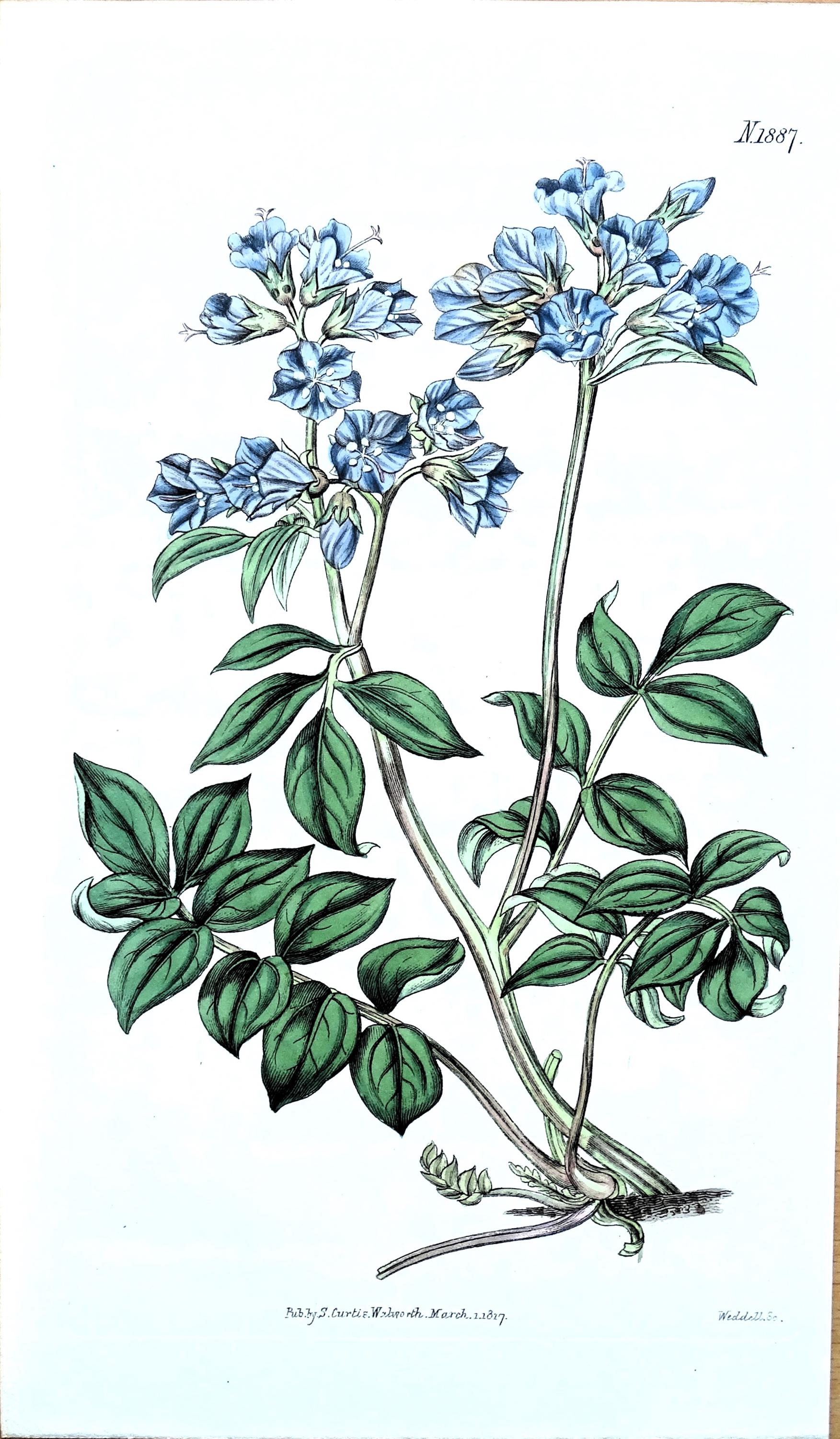 Antique Botanical Print JACOBS LADDER VALERIAN Original Curtis
