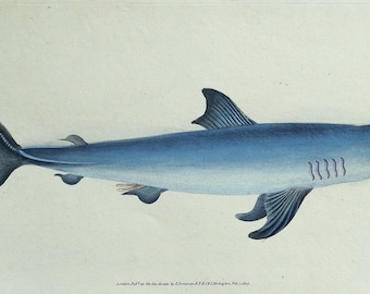 Antiker Fisch Druck Porbeagle Hai Original DONOVAN Vintage alter Stich 1808