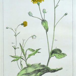 Antiker botanischer Druck HIERACEUM, HAWKWWEED HAWKEUM, HAWKWWEED große vintage vintage 1760