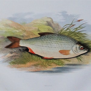 May include: A detailed illustration of a Roach fish, a type of freshwater fish, with a silvery-grey body, red fins, and a dark spot near the eye. The fish is depicted in a natural setting with green grass and a rocky shore.