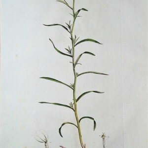 Antique Botanical Print SNEEZEWORT, ACHILLEA PTARMICA, Curtis Botanical Antique Print Flora Londinensis 1777