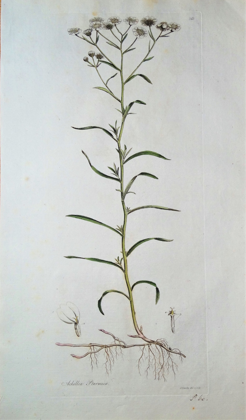 Antique Botanical Print SNEEZEWORT, ACHILLEA PTARMICA, Curtis Botanical ...