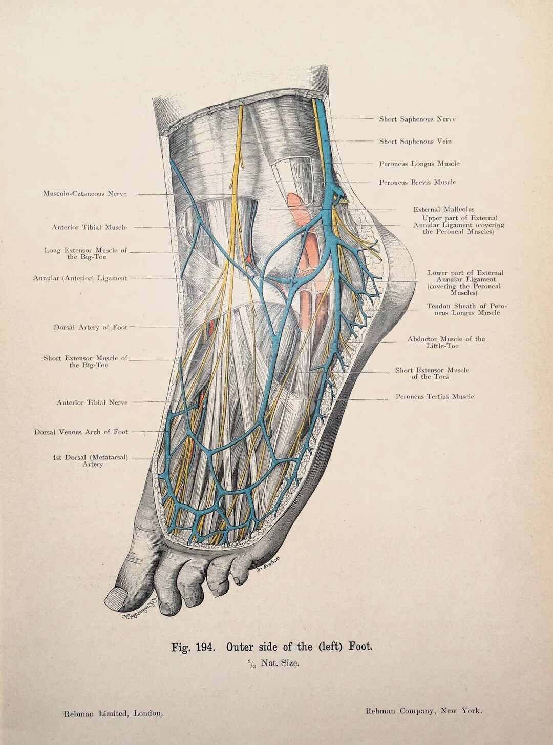MÚSCULOS Y NERVIOS PIE Izquierdo Original Anatomía Antigua - Etsy España