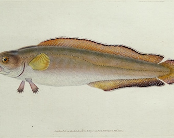 Antiker Fisch Druck BROSME, SCOTCH TORSK Tusk oder Cusk, Original Donovan Vintage Gravur 1804