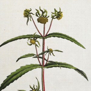 Gravure botanique ancienne BIDENS CERNUA Curtis Grande Flora Londinensis 1777