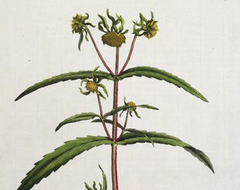 Original Antique Botanical Print BIDENS CERNUA Curtis Large Flora Londinensis 1777