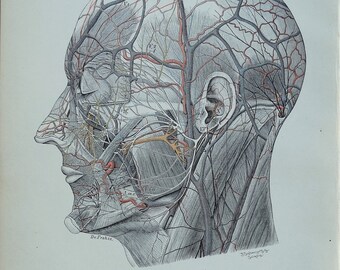 Antique Anatomy Print BLOOD Vessels, NERVES Of The HEAD  Original  Lithographed Print 1906
