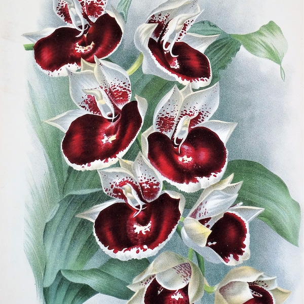 Antique Botanical Print ORCHID CATASETUM IMPERIALE Linden Original Large  c1885