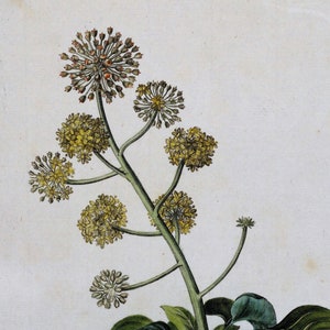 Antique Botanical Print HEDERA HELIX IVY  Curtis Large  Flora Londinensis 1777