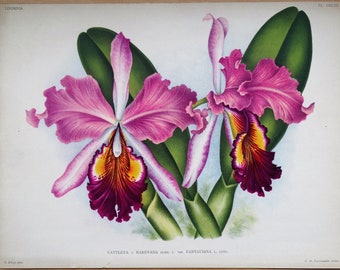 Antique Botanical Print ORCHID CATTLEYA HARDYANA Linden Original Large  c1885