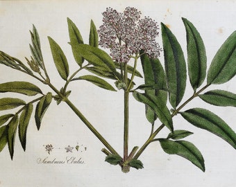 Original Antique Botanical Print SAMBUCUS DWARF ELDER Curtis Large    Flora Londinensis 1777