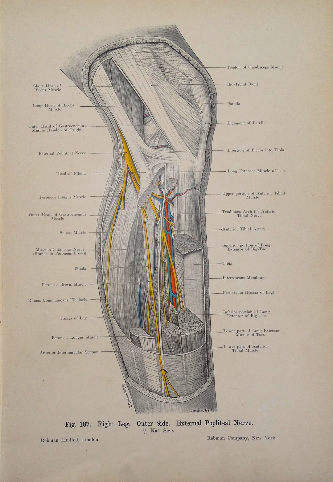Antique Anatomy Print MUSCLES & NERVES Lower LEG Original - Etsy