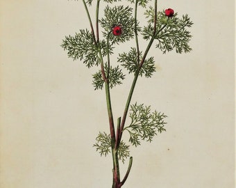 Antique Botanical Print PHEASANTS EYE ADONIS Curtis Large  Flora Londinensis 1777