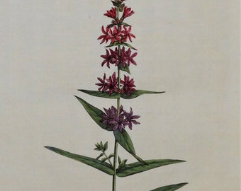Antique Botanical Print PURPLE LOOSESTRIFE,LYTHRUM Curtis  Flora Londinensis 1777