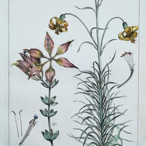 Antiker botanischer Druck LILIUM LILY Hilipp Miller alte Vintage Gravur 1760