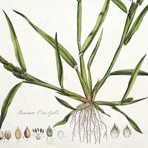 Könnte beinhalten: Eine botanische Illustration einer grünen Pflanze mit langen, schmalen Blättern und einer Gruppe kleiner, grüner Samenkapseln. Die Pflanze ist mit "Panicum Crus Galli." beschriftet.