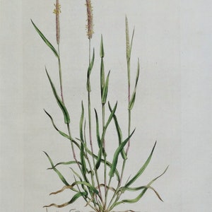 Antique Botanical Print BLACK GRASS, ALOPECURUS, Curtis  Flora Londinensis 1777