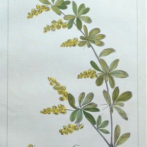 Antique Botanical Print BERBERIS DUMETORUM, Barberry Bush, Miller Large  1760