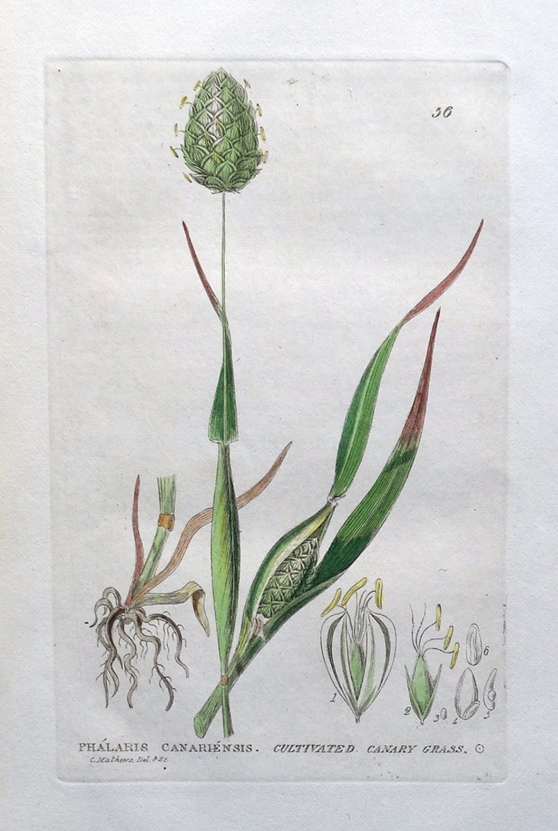Antique Botanical Print CANARY GRASS, Phalaris Canariensis, Baxter Print 1834 image 1