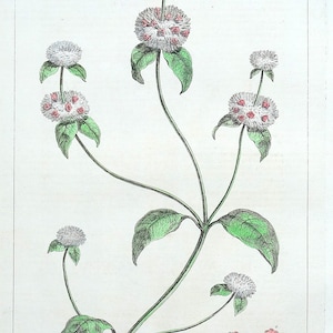 Antiker botanischer Druck CLINOPODIUM FIELD BASIL Philips großer Jahrgang 1760