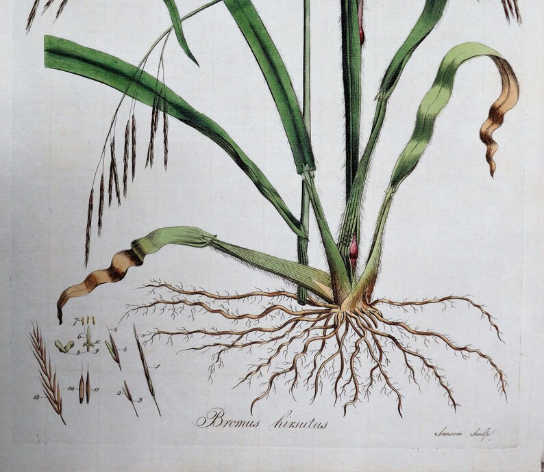 Antique Botanical Print BROME GRASS HIRSUTUS Curtis Large Flora ...
