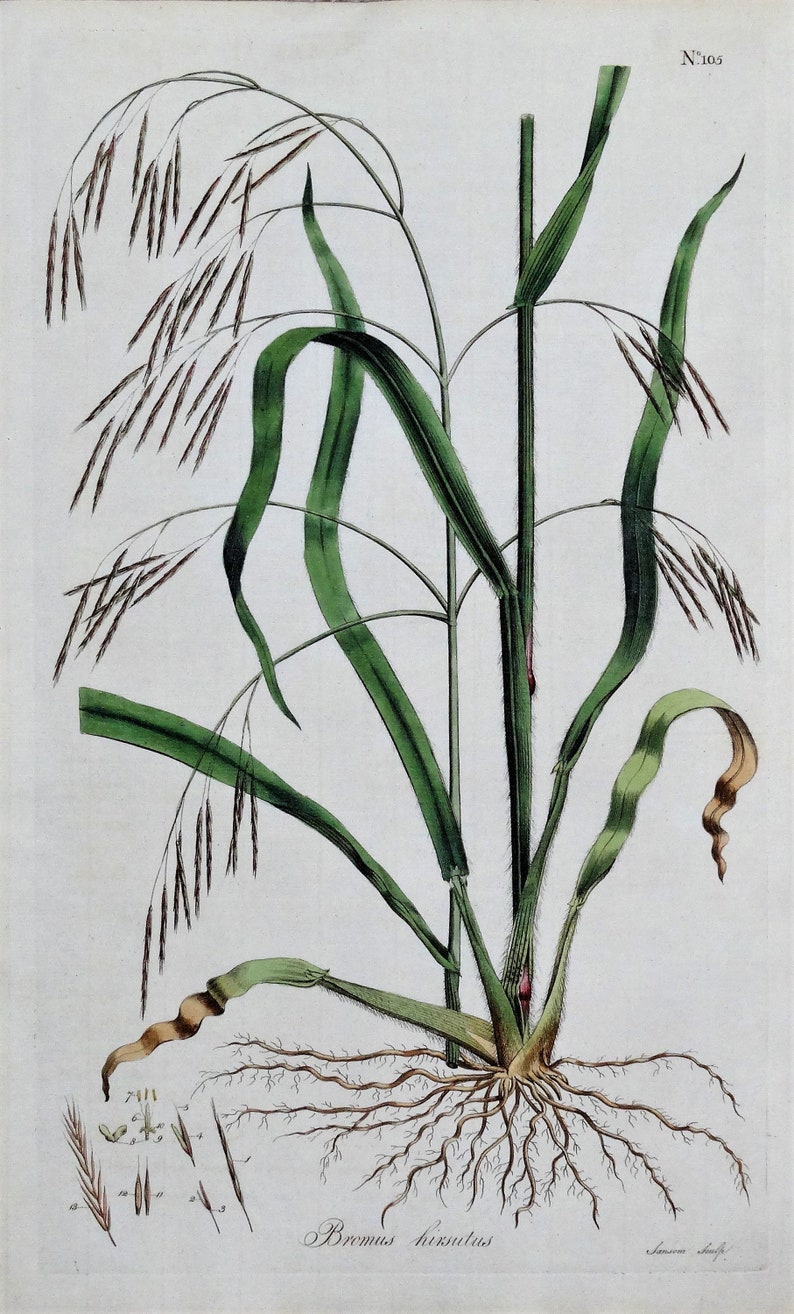 Antique Botanical Print BROME GRASS HIRSUTUS Curtis Large Flora ...
