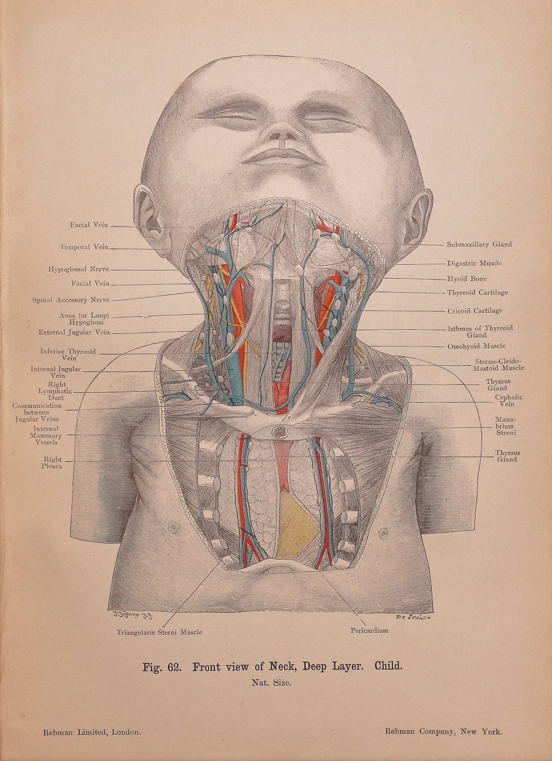 Antique Anatomy Print STRUCTURES of NECK & Chest CHILD Original ...