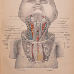 Antique Anatomy Print STRUCTURES Of NECK & Chest CHILD  Original  Lithographed Print 1906