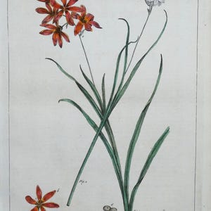 Antiker botanischer Druck IXIA, CORN LILY, Kornfahne von einer amerikanischen Künstlerin aus dem Jahr 1760