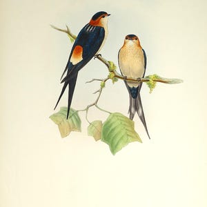 Impressão de pássaro antigo Cecropis Rufula ANDORINHA DE RUMPED VERMELHA Original John Gould c1870