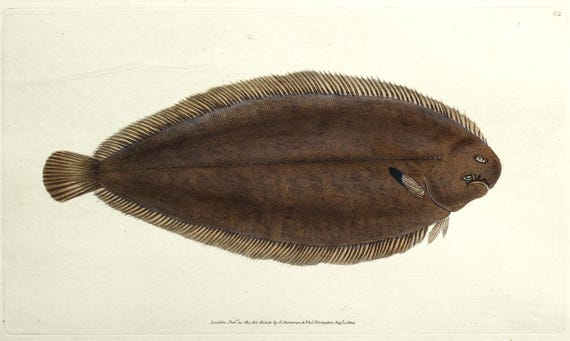 Antique Fish Print COMMON SOLE Original Donovan Vintage Engraving