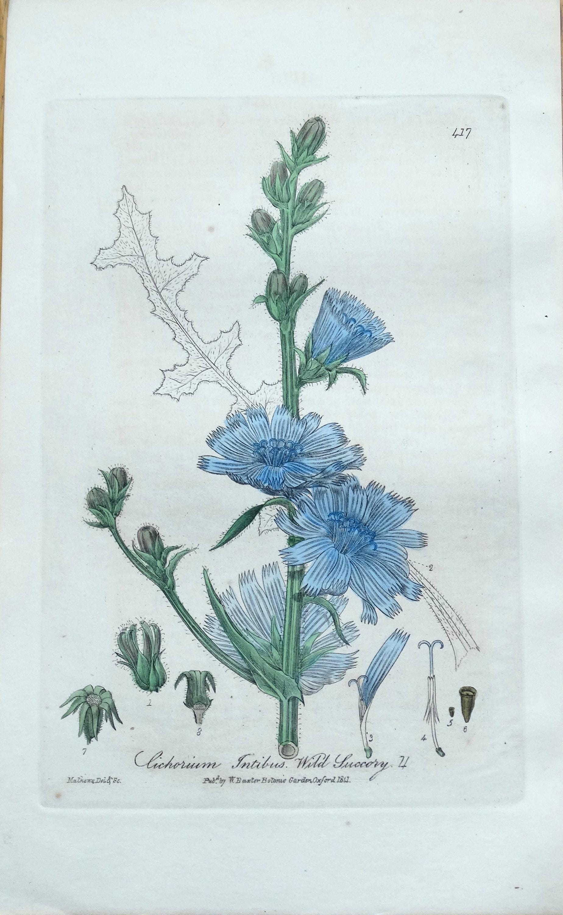 IDEE coricci botanical シチリア Antique Botanical Print CHICORY WILD ENDIVE Baxter Original Hand