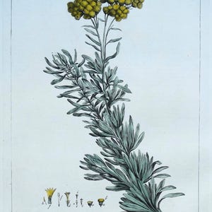 Antiker botanischer Druck SENECIO, GROUNDSEL Philips großer Jahrgang 1760