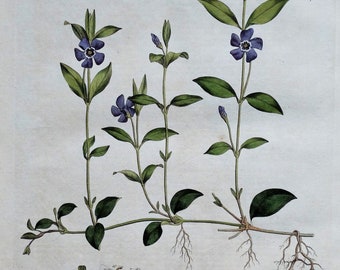 Impresión botánica antigua PERIWINKLE VINCA Curtis Gran Flora Londinensis 1777