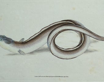 Antiker Fisch Druck AAL Original DONOVAN Vintage alte Gravur 1808