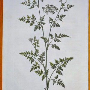 Antique Botanical Print FOOL&#39;S PARSLEY, Aethusa  Cynapium, Curtis  Flora Londinensis 1777