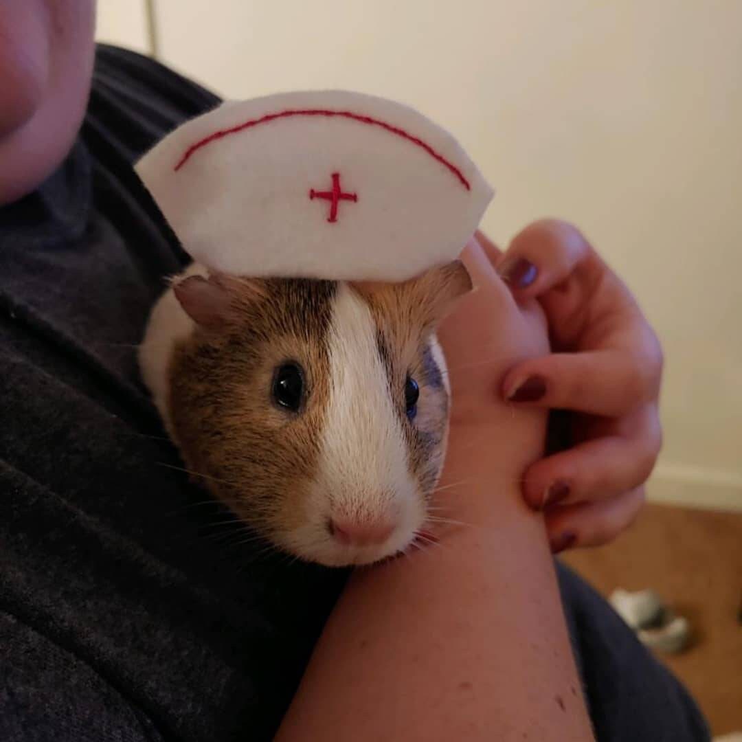 Therapy Pet Nurse Bunny Rabbit Felt Hat Pet Rabbit Clothing Etsy