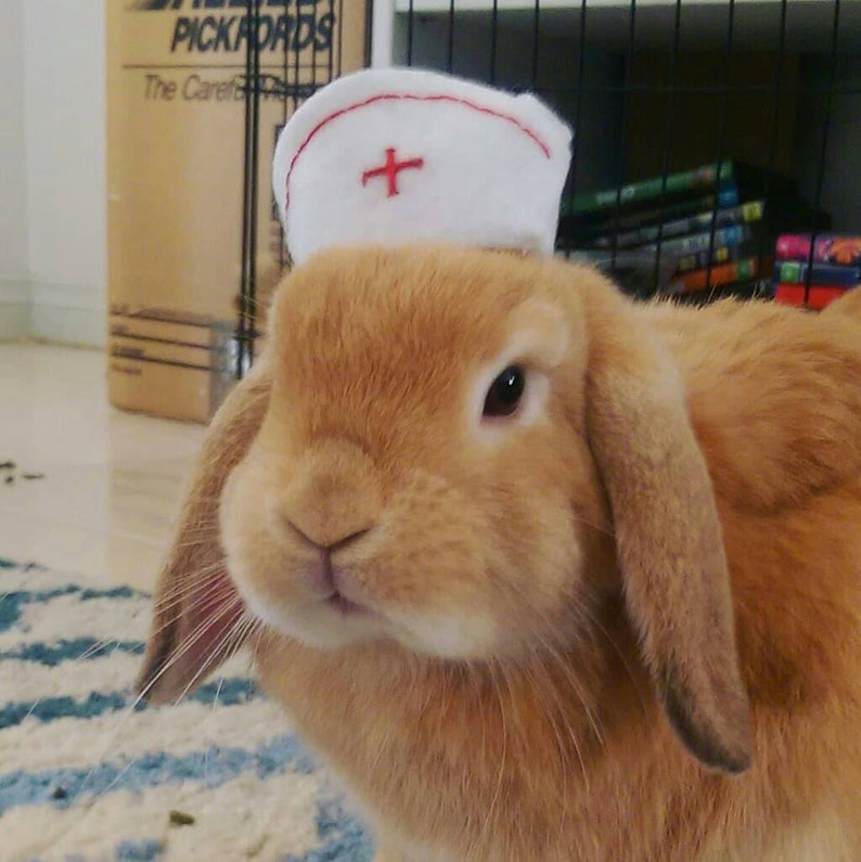 Therapy pet nurse bunny rabbit felt hat pet rabbit clothing  etsy