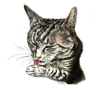Drawing with frame - Numbered print - Language to cat