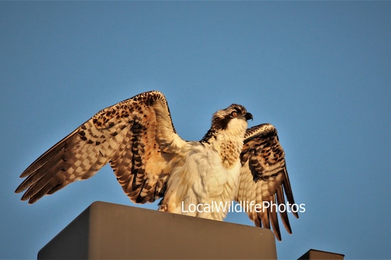 osprey baby