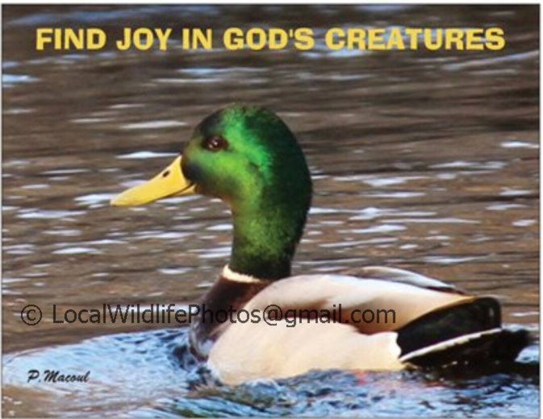 Mallard Duck Photo Etsy
