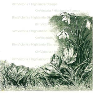 May include: A vintage illustration of a cluster of white snowdrop flowers with green leaves. The flowers are in bloom and the leaves are long and slender. The illustration is in a green and white color scheme.