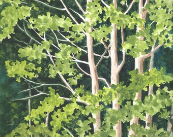 Aspens in Dawn Light Watercolor Painting