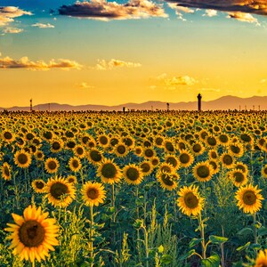 Sunflower Sunset