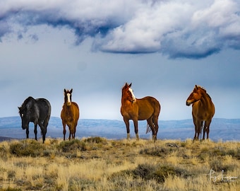 Wild Horses