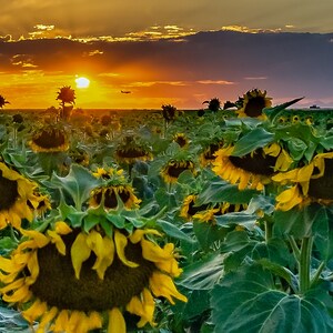 Air Sunflower Sunset